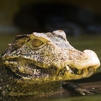 Exotic Meat Market offers Frozen Caiman Eggs from Wild Caimans from Puerto Rico. Caimans are invasive species and are harvested to protect Puerto Rico. Caimans are a major threat to native species because they interfere with biodiversity.