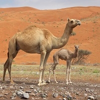 Our Camel Ground Meat is delicious, and full of flavor. This package contains three pounds of Camel Ground Meat. Camel Meat sound exotic, but camel meat is national food and itâ€™s popular in the whole Gulf.