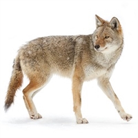 Coyote meat is high in protein and low in fat (about 2%). Coyote meat is stronger in flavor than the meat from commercially-raised food animals.