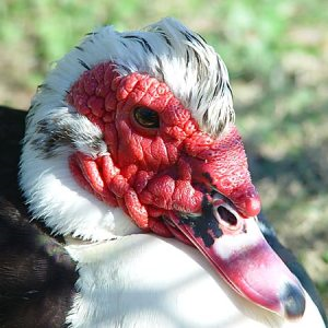 Fresh Muscovy Duck eggs