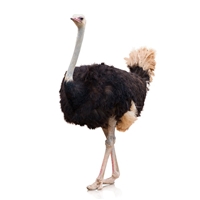 Exotic Ostrich Farm is located in City of Perris, State of California, USA. Our Ostrich Eggs are gathered daily, washed, sanitized and held at a constant temperature until time of shipment or pickup.