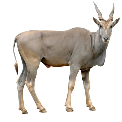 Eland Liver is the most nutrient dense organ meat, and it is a powerful source of vitamin A. Vitamin A is beneficial for eye health and for reducing diseases that cause inflammation, including everything from Alzheimer's disease to arthritis.