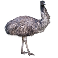 Emu Drum Steak - Whole Muscle - Average Weight 1 Lb.