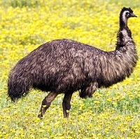 Emu Testicles also are known as Rocky Mountain Oysters, Bull fries, Cowboy Caviar, Prairie Oysters, Swinging Sirloin, and Calf Fries. Rocky Mountains Oysters are true delicacies of the American West. When you serve Rocky Mountain Oysters.