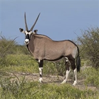 Exotic Meat Market offers Gemsbok Meat from Gemsbok born, raised, and harvested in the United States of America. Our ranchers in the USA raise Gemsbok for Trophy Hunting. Surplus Gemsboks are harvested for human consumption.