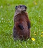 Groundhog meat is sweet, tender, dark and gamey. Best cooked in liquid in crock pot until falls off the bones. Red Wine and Herbs. Groundhogs are actually large squirrels. Capable of weighing up to 15 pounds.