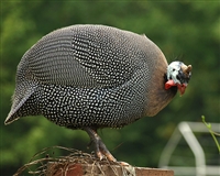 Guinea Fowl Boneless Breast is moist, very lean, tender and flavorful. Guinea fowl boneless breast is white like chicken but its taste is more reminiscent of pheasant, without excessive gamey flavor.