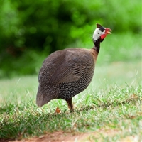 Guinea Hen Roasted Half's 16 Pieces 10oz Each