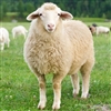 Lamb - Organic - Halal - Average 30 to 40 Lbs.