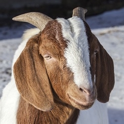 Leg of Boer Goat is a cut with a reputation that says party time. Our leg of goat is center cut to provide the prime center section of leg. The rump and shank have been removed for easier cooking and consistently tender meat.