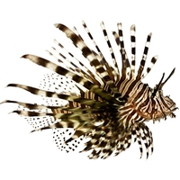 Lionfish - 1 Fish - Frozen - Product of USA