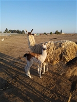 Exotic Meat Market offers Llama Spleen from Llama Crias. The spleen is collected from Llama crias born within seven days. Llama Spleen is only available to established laboratories. Not for human consumption.