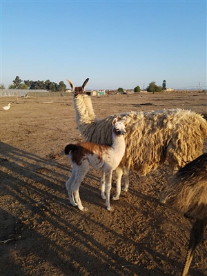 Exotic Meat Market offers Llama Spleen from Llama Crias. The spleen is collected from Llama crias born within seven days. Llama Spleen is only available to established laboratories. Not for human consumption.