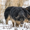 Mangalitsa Pork Spare Ribs