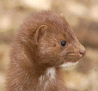 American Wild Mink meat is sweet, tender, dark and gamey. Best cooked in liquid in crock pot until falls off the bones. Red Wine and Herbs. Wild American Mink meat cannot be consumed RAW.