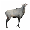 Nilgai Antelope Ground Meat - 10 Lbs