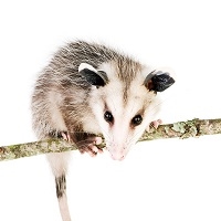 Opossum Meat, Buy Opossum Meat, where can I buy Opossum Meat, Opossum Meat near me, Opossum Meat price, Opossum Meat recipe, Opossum Tail, Opossum oil, tlacuache, tlaquatzin, arthritis, arthritis remedy, Mexico, exotic meats, exotic meat market, game meat