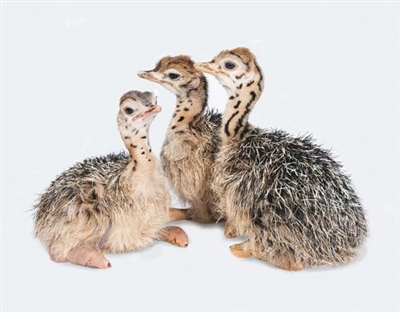 Ostrich Chick - 1 Day Old