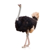 Exotic Meat Market offers Ostrich Oil from Ostriches harvested in the USA. Product of the USA.

Ostrich Oil is antiaging. Ostrich Oil heals your skin and provides a youthful appearance. Ostrich Oil can reduce common aging symptoms such as wrinkles.