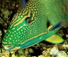 The flesh of the parrotfish is soft and white, and seafood lovers highly seek it. In some regions, parrotfish is even served raw and is considered a food fit for royalty. The taste of parrotfish has been described as mild and slightly sweet.