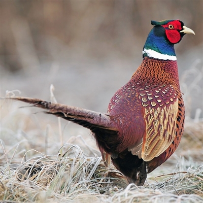 Pheasant online, order pheasant online, online pheasant, pheasant online, best pheasant online, online pheasants, pheasant meat for sale, mail order pheasants, mail order pheasant, pheasant by mail, pheasants mail order, best mail order pheasant