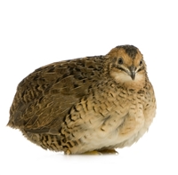 Cavendish Semi Bone Less Jumbo Quail - 72 Pack