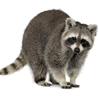 Raccoon Stew Meat, raccoon meat, raccoon meat for sale, where can I find raccoon meat, where can I buy raccoon meat, where can I purchase raccoon meat, raccoon meat recipe, raccoon meat recipes, raccoon meat taste, raccoon meat nutrition, exotic meat