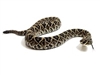 Eastern Diamond Back Rattlesnake, Buy Eastern Diamond Back Rattlesnake, Eastern Diamond Back Rattlesnake meat, where can I buy Eastern Diamond Back Rattlesnake meat, Eastern Diamond Back Rattlesnake price, Eastern Diamond Back Rattlesnake for sale