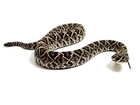 Eastern Diamond Back Rattlesnake, Buy Eastern Diamond Back Rattlesnake, Eastern Diamond Back Rattlesnake meat, where can I buy Eastern Diamond Back Rattlesnake meat, Eastern Diamond Back Rattlesnake price, Eastern Diamond Back Rattlesnake for sale