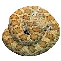 Prairie Rattlesnake - Crotalus viridis - 1 Lb. Legal for California