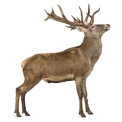 NEW ZEALAND RED DEER Ground, 10 Lbs. 1 Lb. Packages