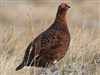 Scottish Red Grouse, Buy Scottish Red Grouse, Where can I buy Scottish Red Grouse, Scottish Red Grouse near me, Scottish Red Grouse price, Scottish Red Grouse recipes, How to cook Scottish Red Grouse, Scottish Red Grouse for sale, Red Grouse online