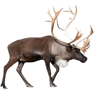 Reindeer - Caribou Bone In Leg Roast - 5 to 6 Lbs. Each