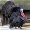 Black Turkey, buy heritage turkey breeds, heritage turkey poults, heritage turkey order, heritage turkey price, heirloom turkey, exotic meat market, heritage turkey hatchery, heritage turkey farm and heritage turkey for Thanksgiving dinner, wild turkey