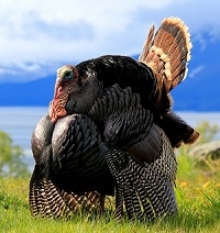 Our Eastern Wild Turkeys are raised the old-world way with the freedom to fly all over our farm in Perris, California. Yes, I do not clip wings of my Eastern Wild Turkeys. At night my Eastern Wild Turkeys roost on fence posts. Truly Wild.