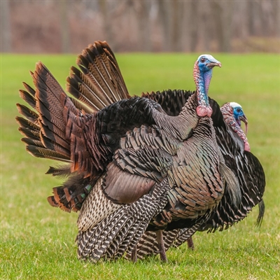 Exotic Market Trademark Registration Number 4469007, Anshu Pathak Merriams Wild Turkey, Buy Merriams Wild Turkey, Merriams Wild Turkey for sale, Merriams Wild Turkey price, Merriams Wild Turkey near me, Merriams Wild Turkey recipe, Thanksgiving dinner