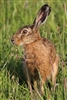 Wild hares can consume up to three times more grass than sheep. Combined with wild herbs and leaves, these wild animals have a subtle gaminess and references to â€˜tastes like chickenâ€™ should be largely ignored.