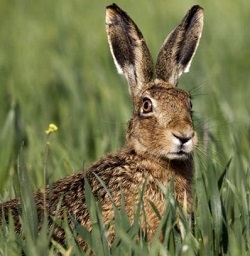 Wild Hare from Scotland - One Dressed Hare 3 Lbs to 4 Lbs.