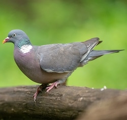 Wild Wood Pigeons are extremely tasty with rich, dark flavorsome meat. The dressed weight is approx. 250g and they come plucked and ready to cook. Our Scottish Wood Pigeons come from selected Scottish estates. Oven ready. Individually wrapped.