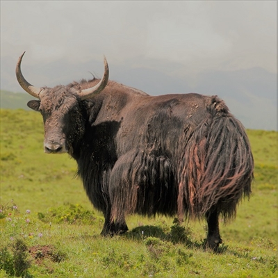 Yak Heart is rich in folate, iron, zinc, and selenium. It is also a great source of vitamins B2, B6, and B12, all three of which are in a group known as B-complex vitamins. Heart meat is also a great source of coenzyme Q10 (CoQ10).