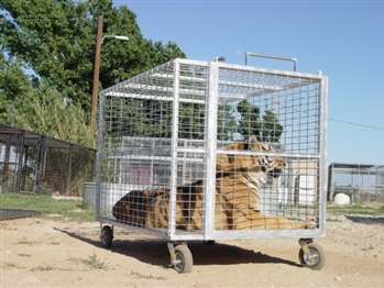 Exotic Animal Transport Cage ~ Order Online Today! ~ Free Shipping! *