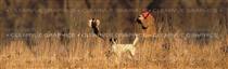 Pheasant Hunting Rear Window Graphic