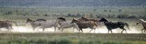 Wild & Free Horse Rear Window Graphic