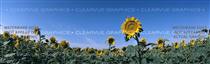 Sunflowers Nature Rear Window Graphic