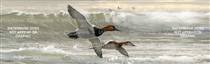 Canvasbacks I Birds & Ducks Rear Window Graphic