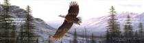 Soaring Eagle Birds & Ducks Rear Window Graphic