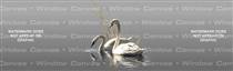 Swan Pair Birds & Ducks Rear Window Graphic