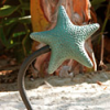 Focus Industries FDL-11-ATV 12V Cast Aluminum Starfish Hat Flex Light with 12" Flex Arm, Antique Verde Finish