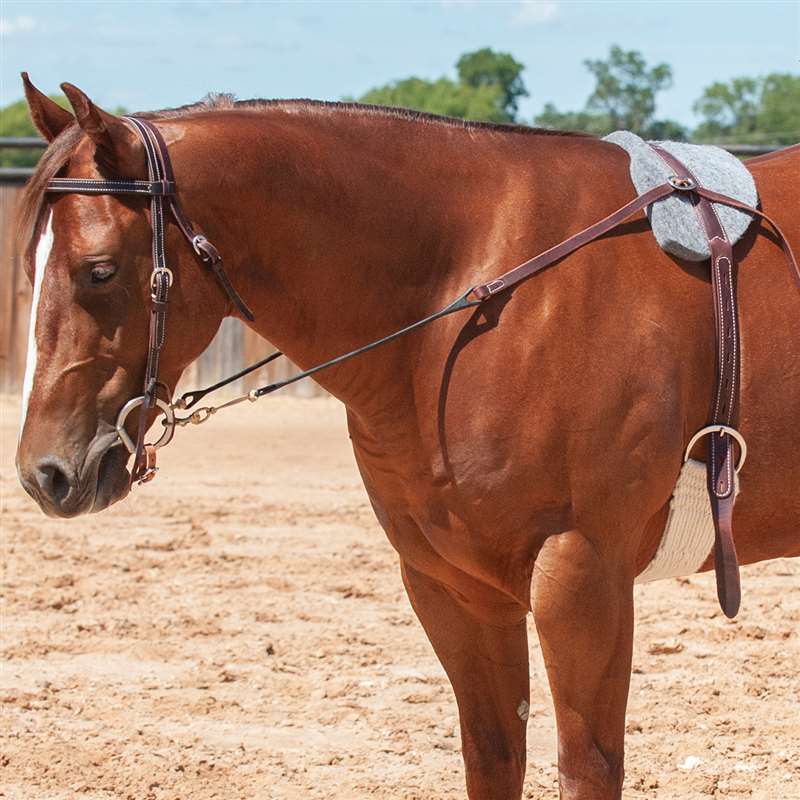 Martin Saddlery Phil Haugen Flexion Rig