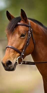 Nunn Finer Event Bridle